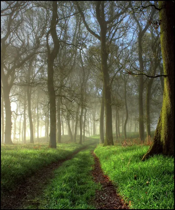 Framed Print : Tall trees in oak forest Framed Print : Tall trees in oak forest