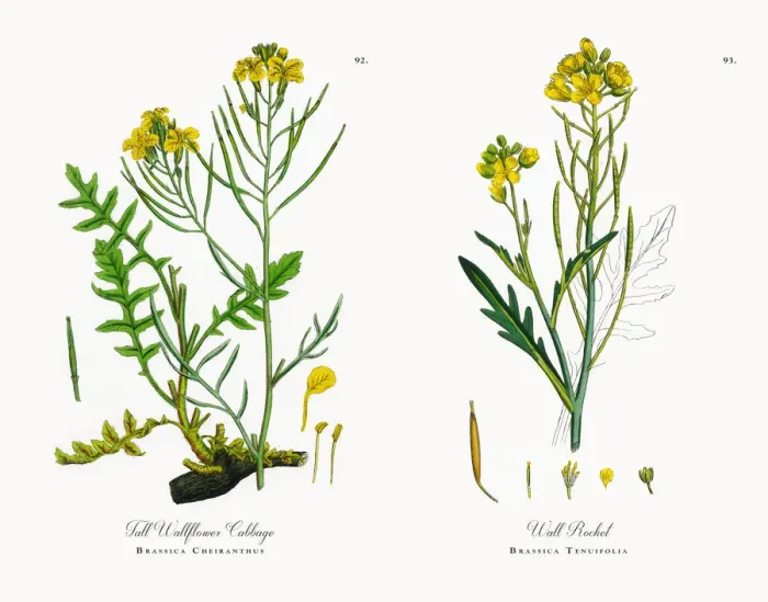 Framed Print : Tall Wallflower Cabbage, Brassica Cheiranthus, Victorian Botanical Illustration, 1863 Framed Print : Tall Wallflower Cabbage, Brassica Cheiranthus, Victorian Botanical Illustration, 1863