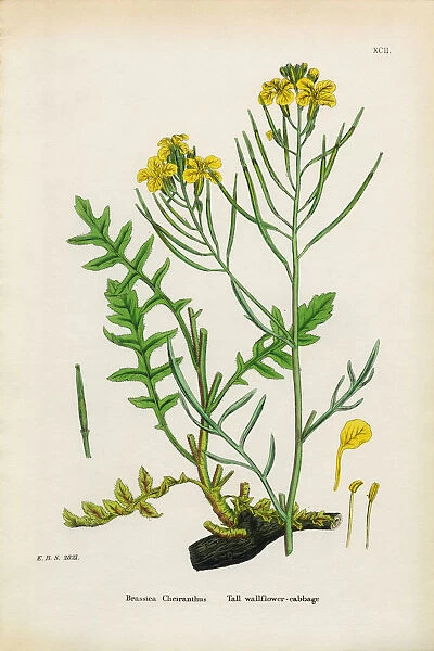 Tall Wallflower Cabbage, Brassica Cheiranthus, Victorian Botanical Illustration, 1863