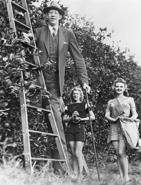 Framed Print : Tallest Man Harvesting Limes Framed Print : Tallest Man Harvesting Limes