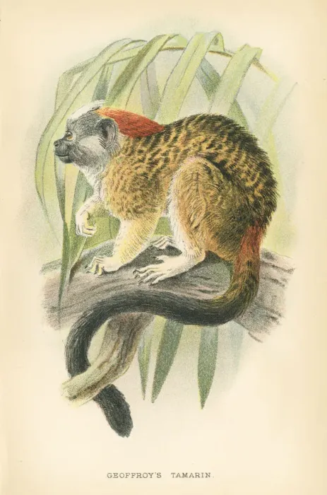 Framed Print : Tamarin primate 1894