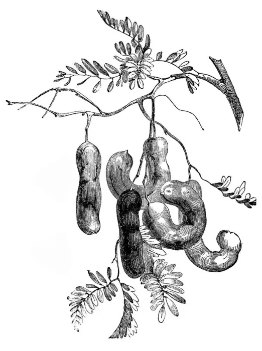Framed Print : Tamarind (Tamarindus indica)