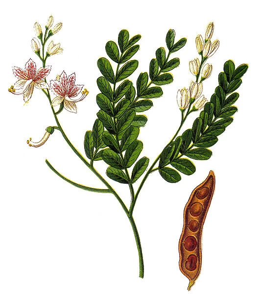 Tamarind (Tamarindus indica)