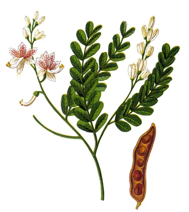 Framed Print : Tamarind (Tamarindus indica) Framed Print : Tamarind (Tamarindus indica)
