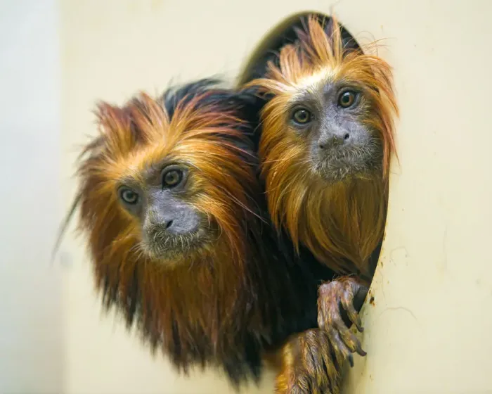 Framed Print : Two tamarins in the hole Framed Print : Two tamarins in the hole