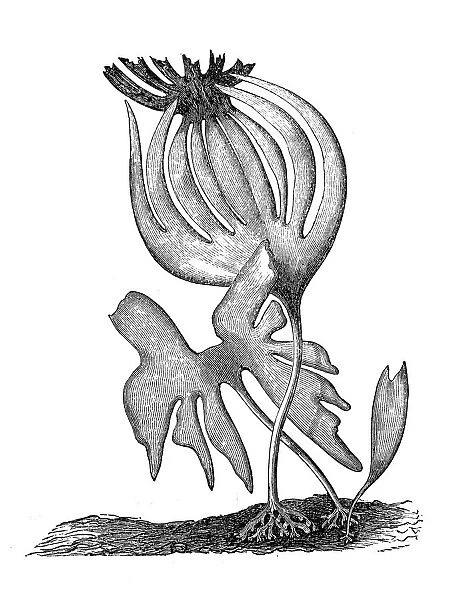 Tangle or cuvie (laminaria cloustoni)