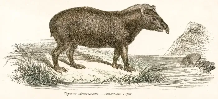 Framed Print : Tapir engraving 1803 Framed Print : Tapir engraving 1803