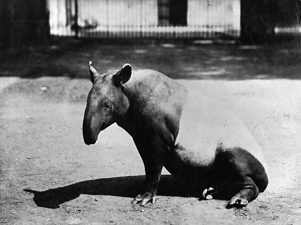 Tapir. circa 1910: A tapir at London Zoo. (Photo by Hulton Archive / Getty Images)