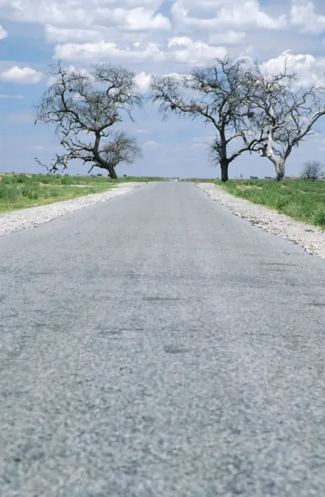 Framed Print : Tar Road Running Between Two Trees Framed Print : Tar Road Running Between Two Trees
