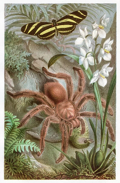 Tarantula Chromolithograph 1884