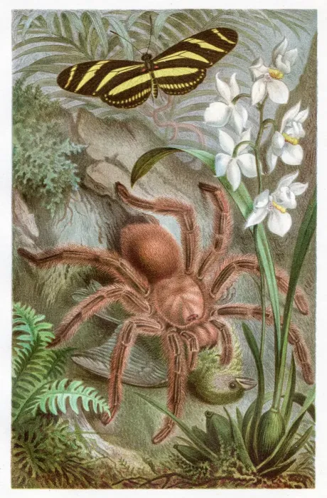 Framed Print : Tarantula Chromolithograph 1884 Framed Print : Tarantula Chromolithograph 1884