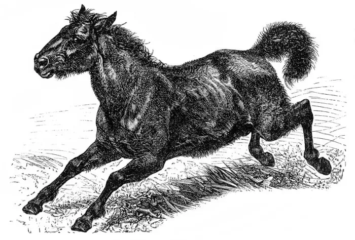 Framed Print : Tarpan (Equus ferus ferus) Framed Print : Tarpan (Equus ferus ferus)