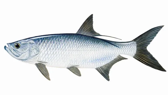 Framed Print : Tarpon (Megalops) Framed Print : Tarpon (Megalops)