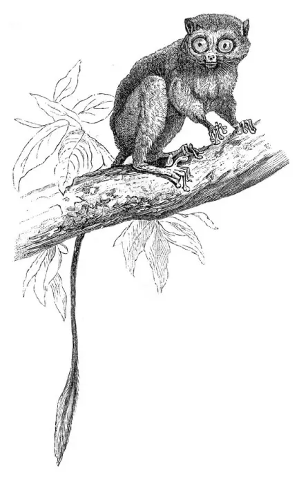 Framed Print : Tarsier engraving 1895 Framed Print : Tarsier engraving 1895