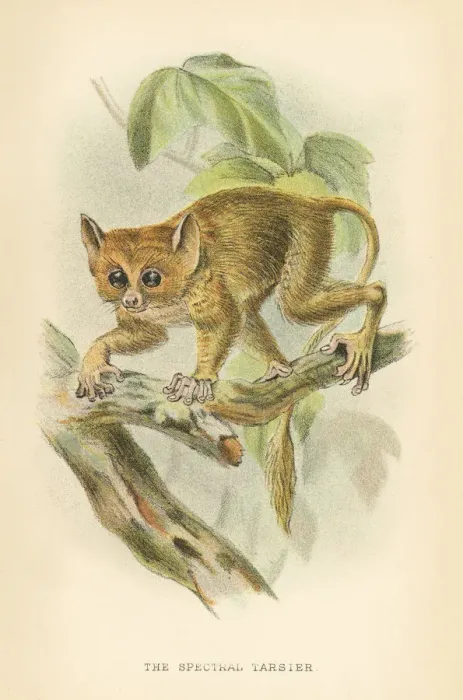 Framed Print : Tarsier primate 1894 Framed Print : Tarsier primate 1894