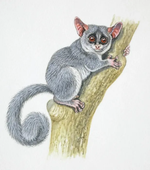 Framed Print : Tarsier, Tarsius sp. on tree trunk, front view Framed Print : Tarsier, Tarsius sp. on tree trunk, front view