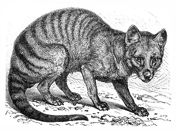 Tasmanian wolf (Thylacinus cynocephalus)