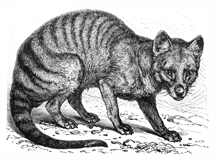Framed Print : Tasmanian wolf (Thylacinus cynocephalus) Framed Print : Tasmanian wolf (Thylacinus cynocephalus)