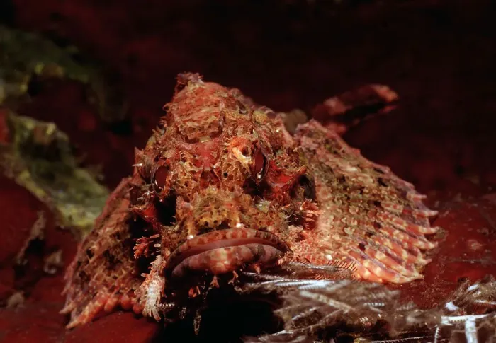Framed Print : Tassled Scorpionfish (Scorpaenopsis oxycephalus), Bali, Indian Ocean, Indonesia