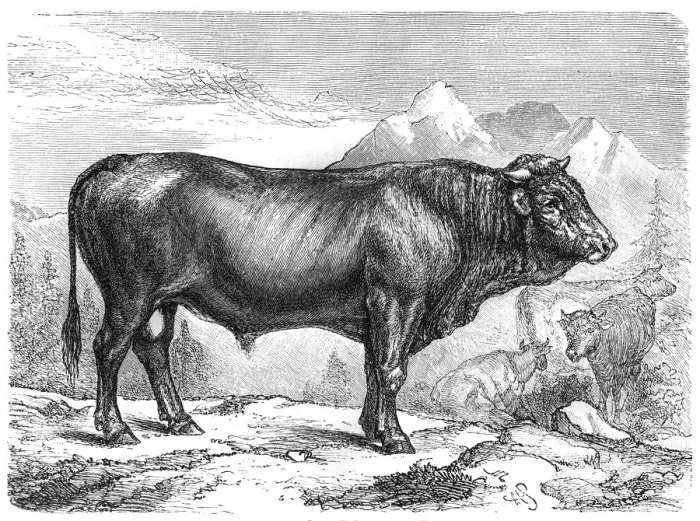Framed Print : Taurus the Schwyz breed Framed Print : Taurus the Schwyz breed