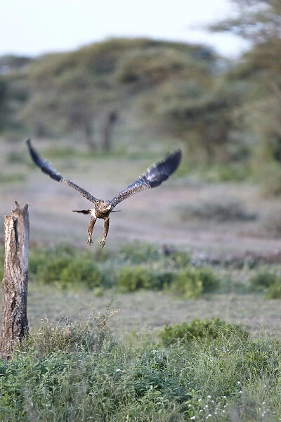 Tawny Eagle -Aquila rapax-, Serengeti, Tanzania, Africa