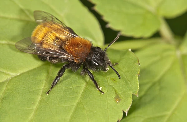 Tawny Mining Bee -Andrena fulva-, Untergroningen, Abtsgmuend, Baden-Wurttemberg, Germany
