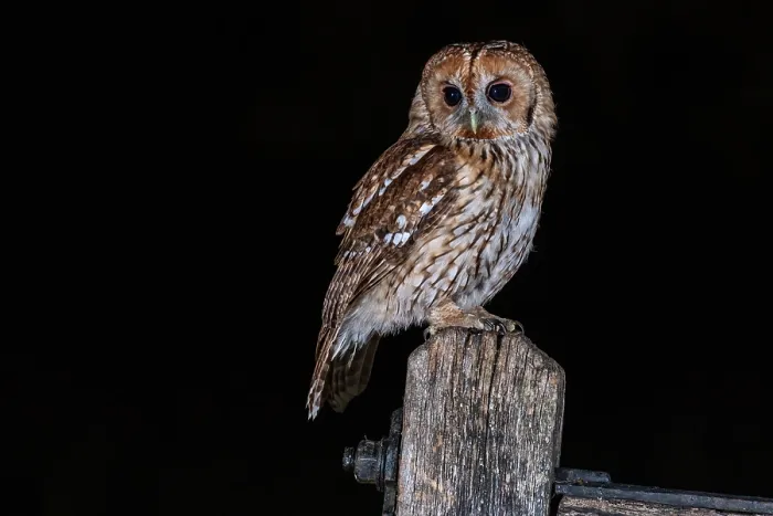 Framed Print : Tawny owl. Taken at night with two flash units Framed Print : Tawny owl. Taken at night with two flash units