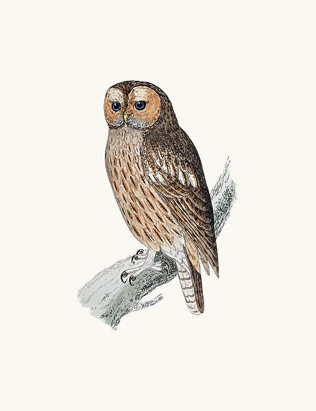Tawny owl bird