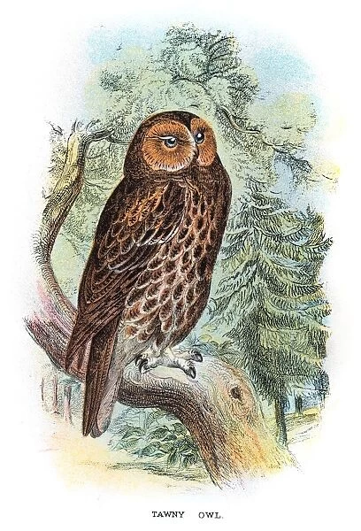 Tawny Owl engraving 1896