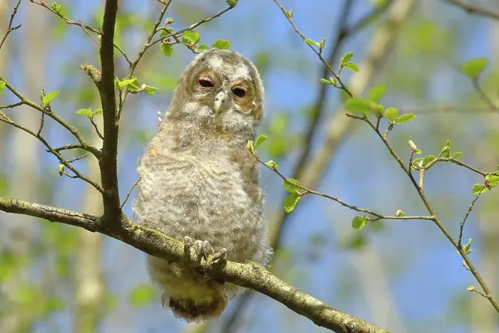 Framed Print : Tawny owl (Strix aluco) 4-week-old young bird, not yet able to fly, branchling, Siegerland, North Rhine-Westphalia, Germany Framed Print : Tawny owl (Strix aluco) 4-week-old young bird, not yet able to fly, branchling, Siegerland, North Rhine-Westphalia, Germany