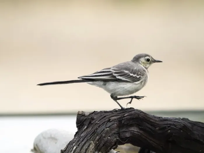 Framed Print : Tawny Pipit (Anthus campestris), Walking on a trunk. It is a species of bird paseriforme of the family Motacillidae Framed Print : Tawny Pipit (Anthus campestris), Walking on a trunk. It is a species of bird paseriforme of the family Motacillidae