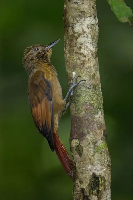 Framed Print : Tawny-winged Woodcreeper Framed Print : Tawny-winged Woodcreeper