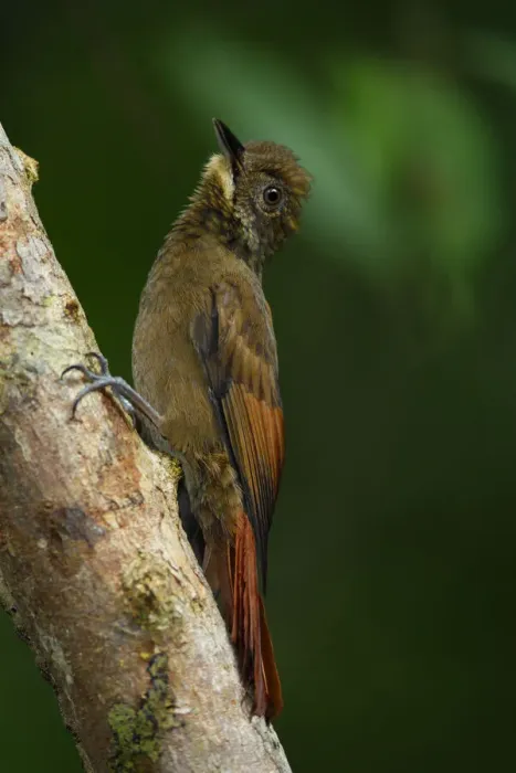 Framed Print : Tawny-winged Woodcreeper Framed Print : Tawny-winged Woodcreeper