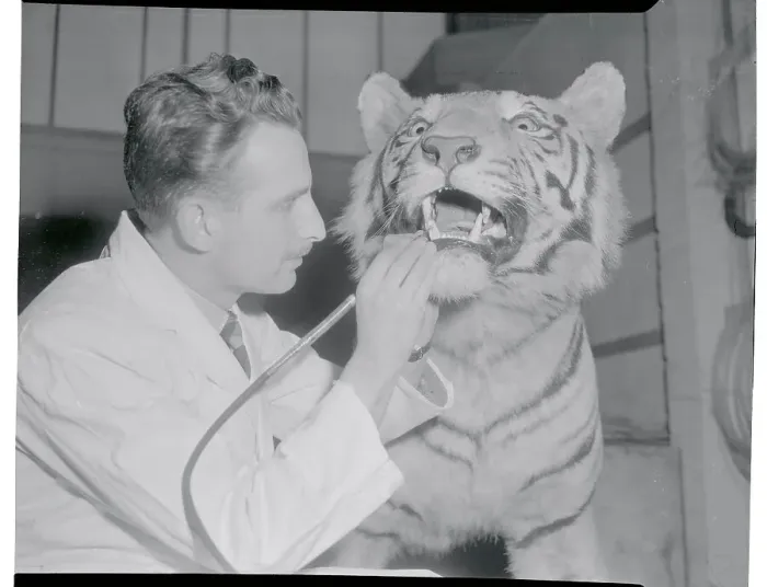 Framed Print : Taxidermist Preparing Tiger's Teeth Framed Print : Taxidermist Preparing Tiger's Teeth