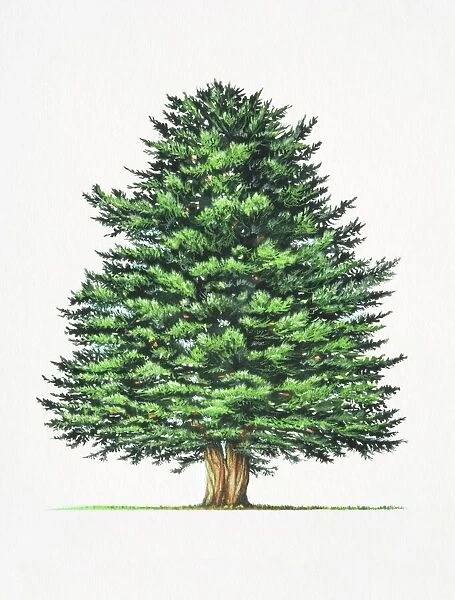 Taxus baccata, Common Yew tree