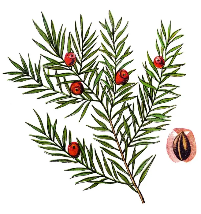 Framed Print : Taxus baccata (yew, common yew, English yew, or European yew) Framed Print : Taxus baccata (yew, common yew, English yew, or European yew)
