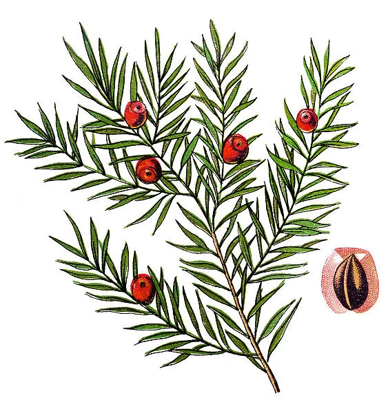 Taxus baccata (yew, common yew, English yew, or European yew)