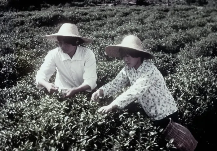 Framed Print : Tea Farm. Farmer workers picking tea at a plantation in Chekiang Framed Print : Tea Farm. Farmer workers picking tea at a plantation in Chekiang