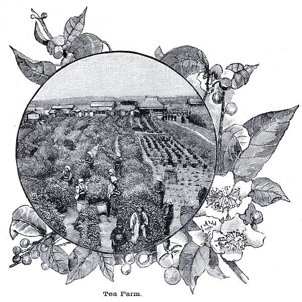 Tea farm engraving 1896