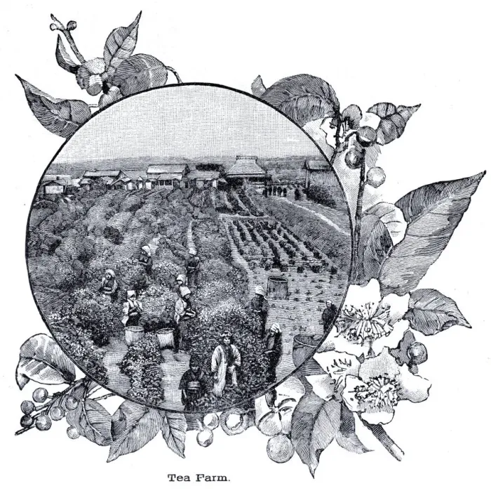 Framed Print : Tea farm engraving 1896 Framed Print : Tea farm engraving 1896