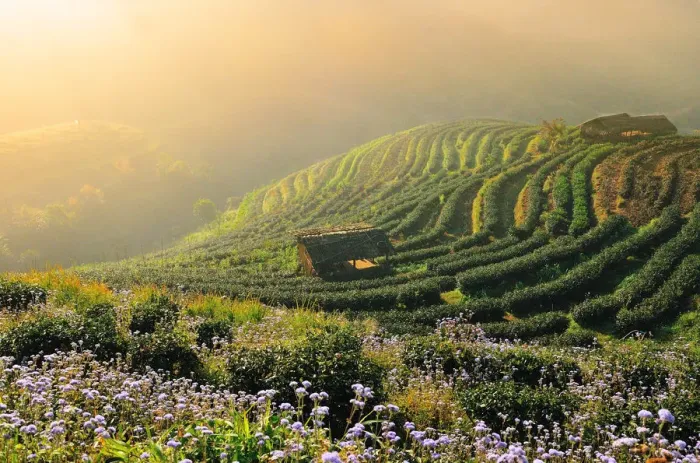 Framed Print : Tea garden Framed Print : Tea garden