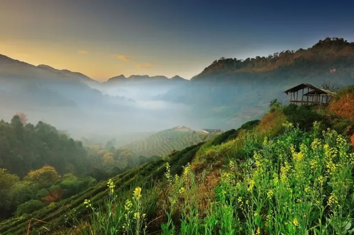 Framed Print : Tea garden 2000 chiangmai Framed Print : Tea garden 2000 chiangmai