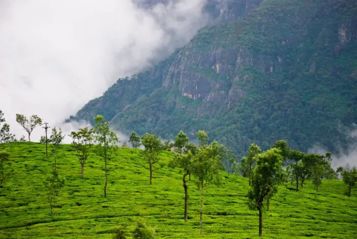 Framed Print : Tea Garden. Coonoor, Tamil Nadu, India Framed Print : Tea Garden. Coonoor, Tamil Nadu, India