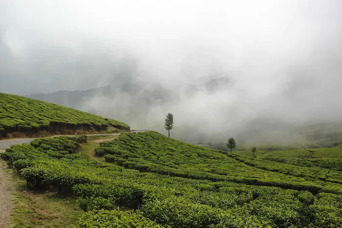 Framed Print : Tea gardens Framed Print : Tea gardens