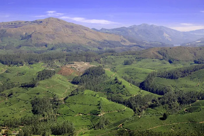 Framed Print : Tea hills and mountains in Munnar, Kerala, India Framed Print : Tea hills and mountains in Munnar, Kerala, India