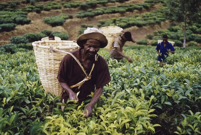 Framed Print : Tea In Nyasaland Framed Print : Tea In Nyasaland