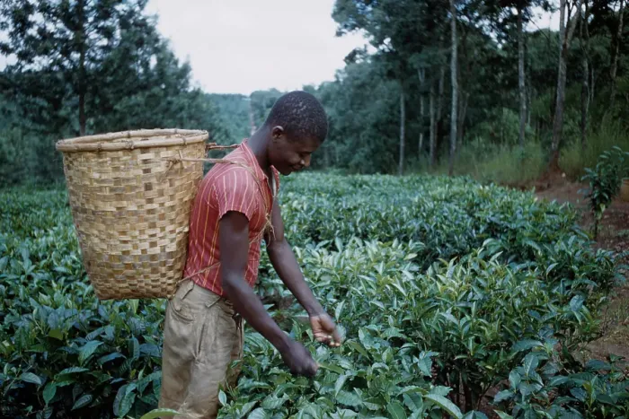 Framed Print : Tea In Nyasaland Framed Print : Tea In Nyasaland