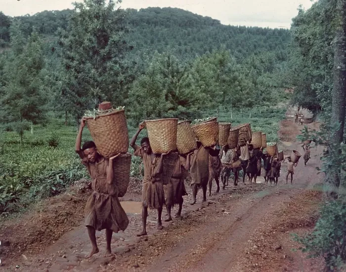 Framed Print : Tea Pickers Framed Print : Tea Pickers