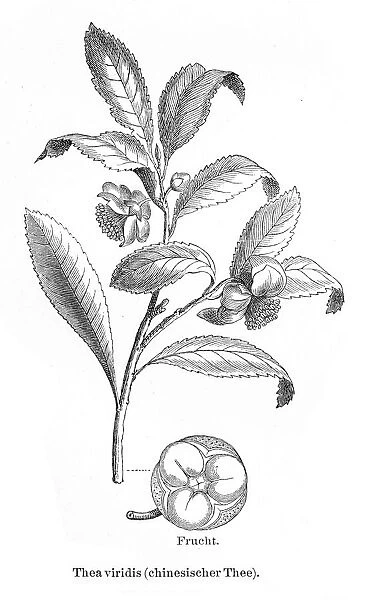 Tea plant engraving 1895