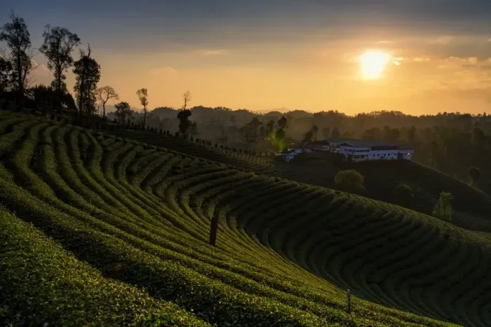 Framed Print : Tea plantation Framed Print : Tea plantation